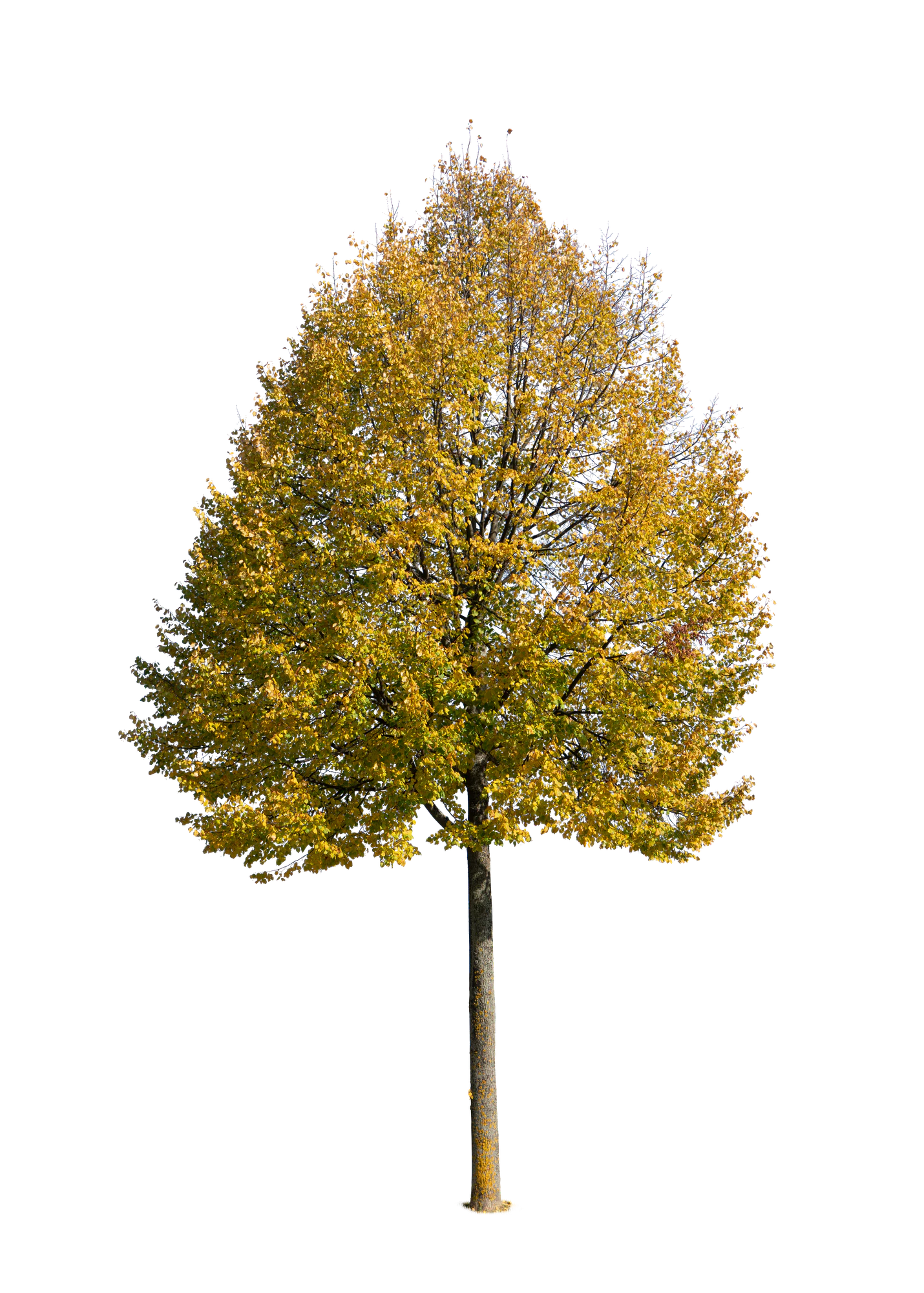 autumn tree 047 — Descargar