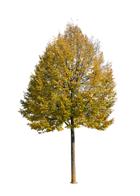 autumn tree 047 — Descargar