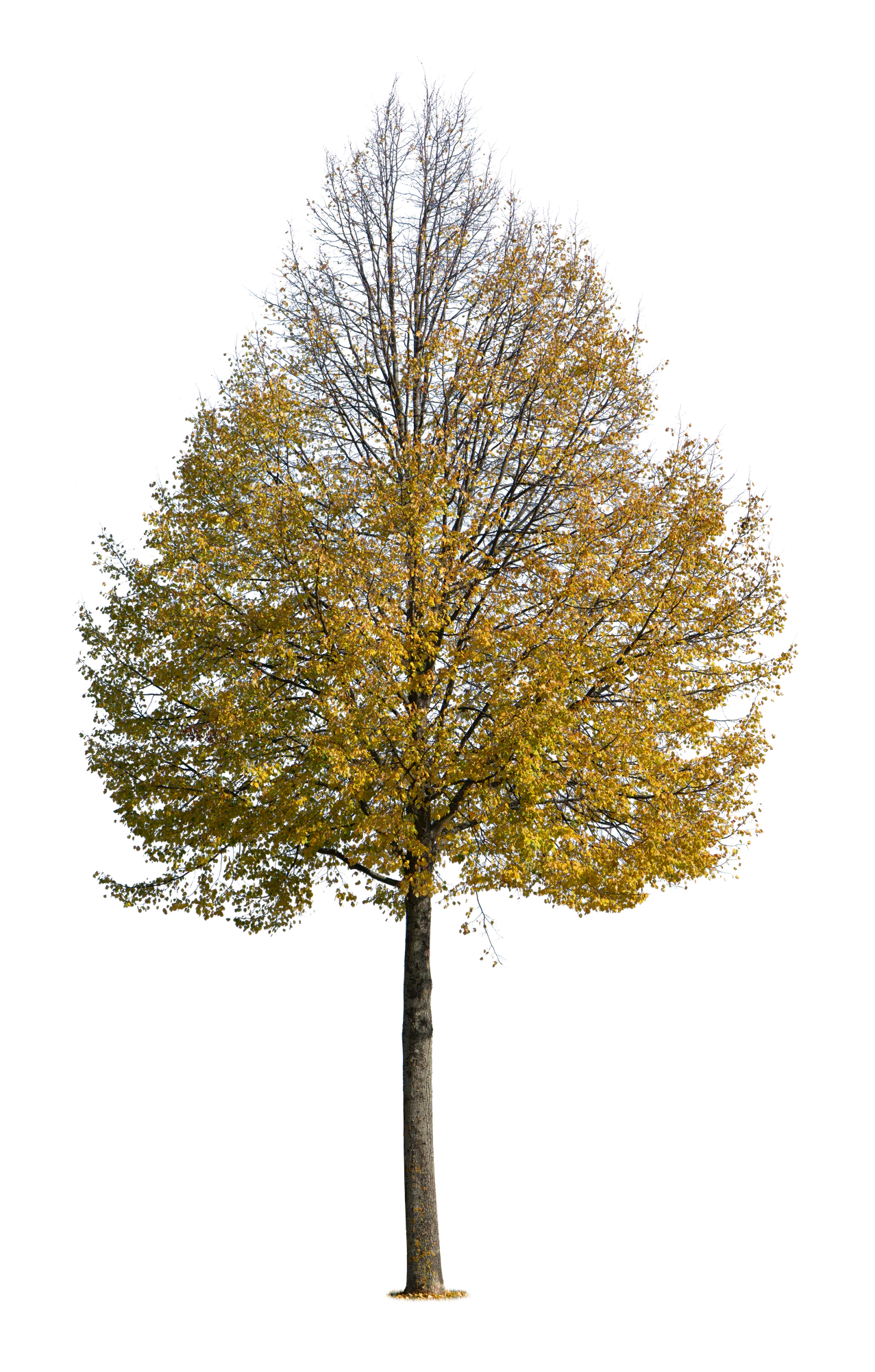 autumn tree 048 — Download