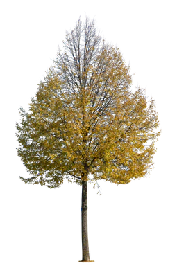 autumn tree 048 — Download