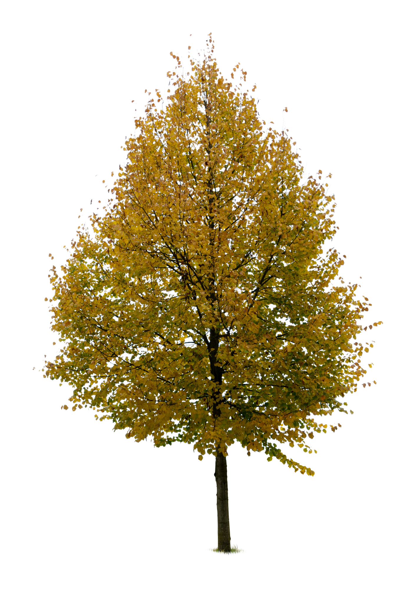 autumn tree 049 — Descargar