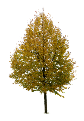 autumn tree 049 — Descargar