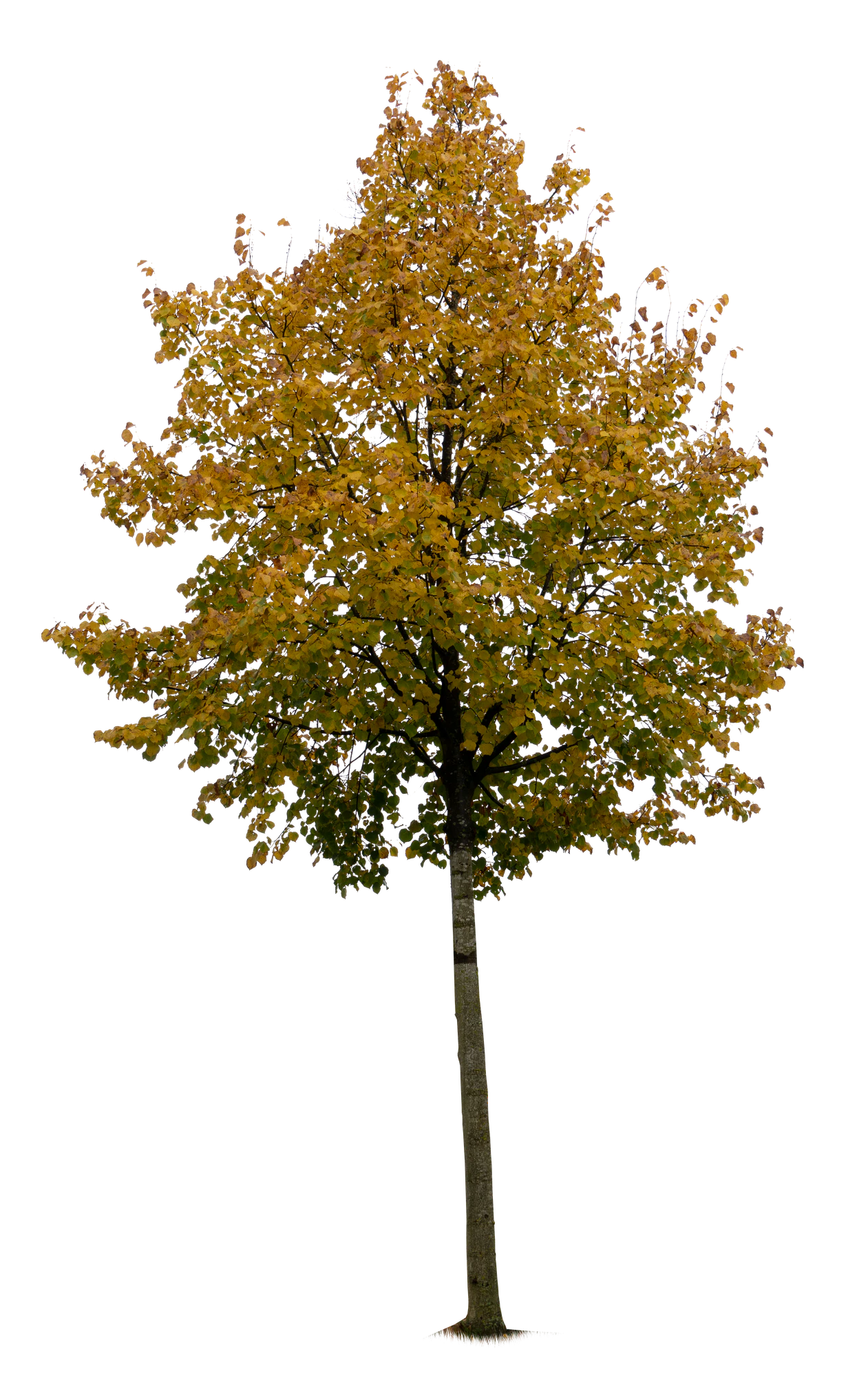 autumn tree 050 — Descargar