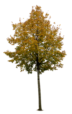 autumn tree 050 — Descargar