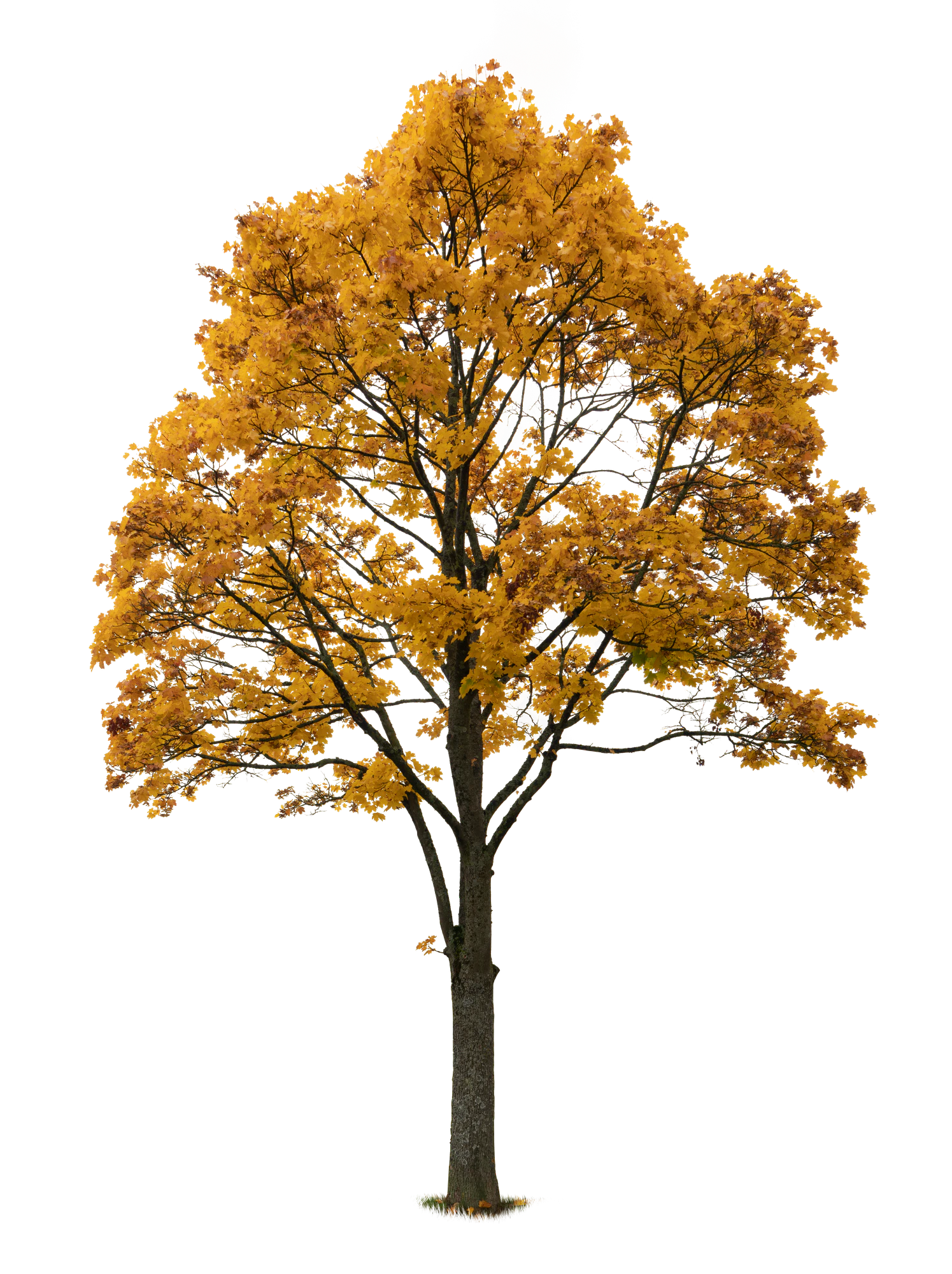 autumn tree 051 — Скачать