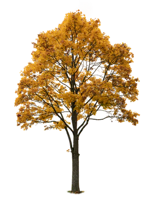 autumn tree 051 — Скачать