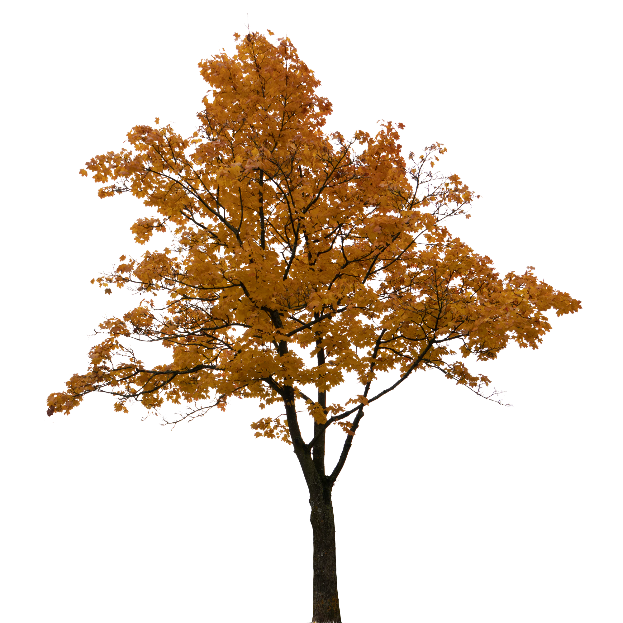 autumn tree 052 — Скачать