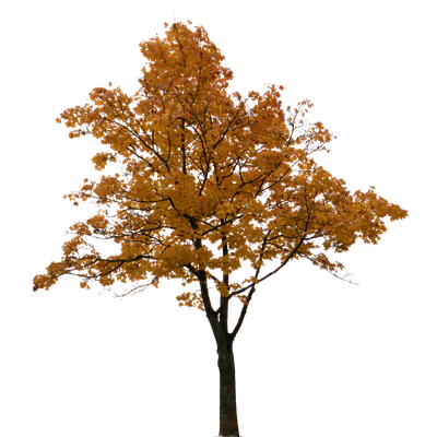 autumn tree 052 — Скачать