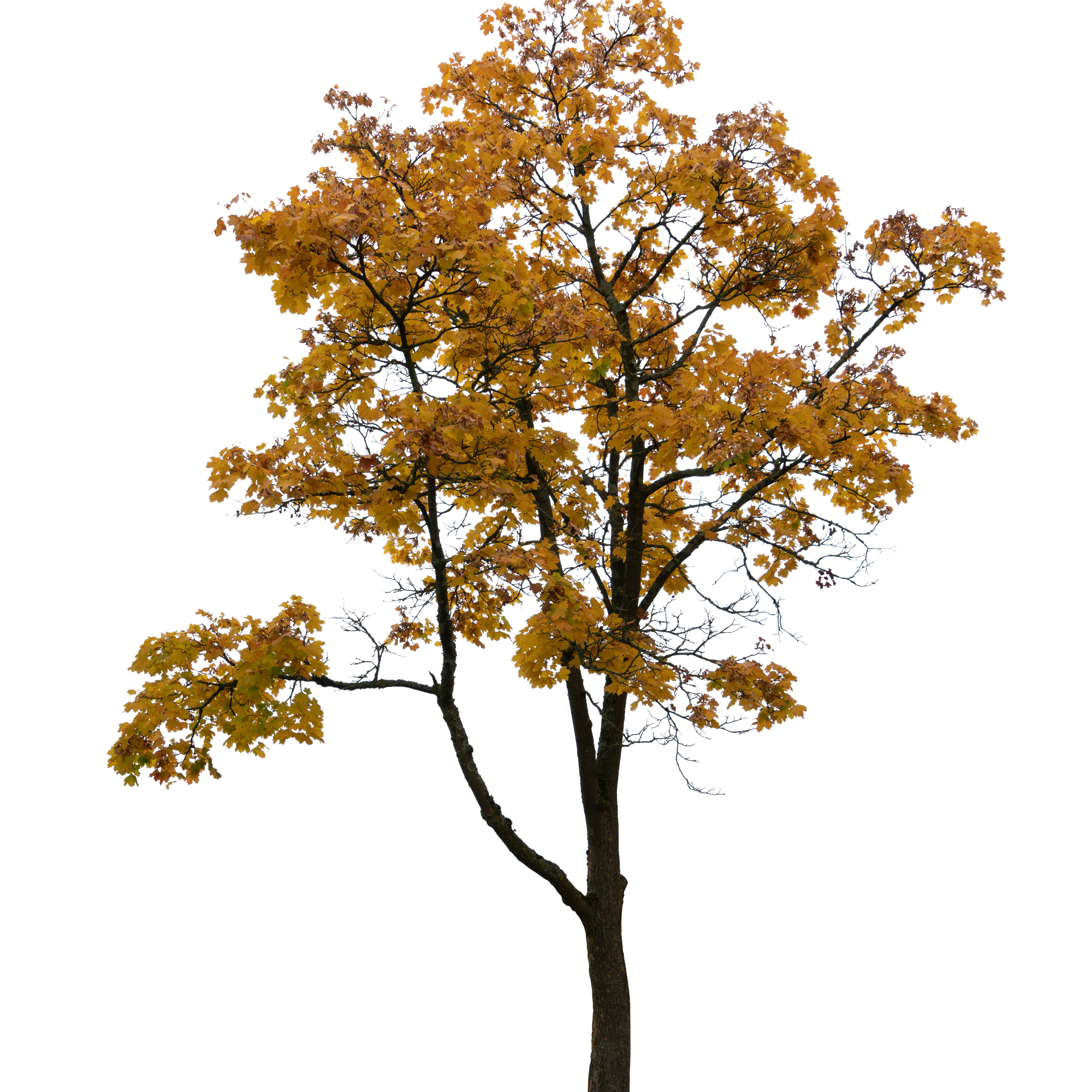 autumn tree 053 — Descargar