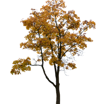autumn tree 053 — Descargar