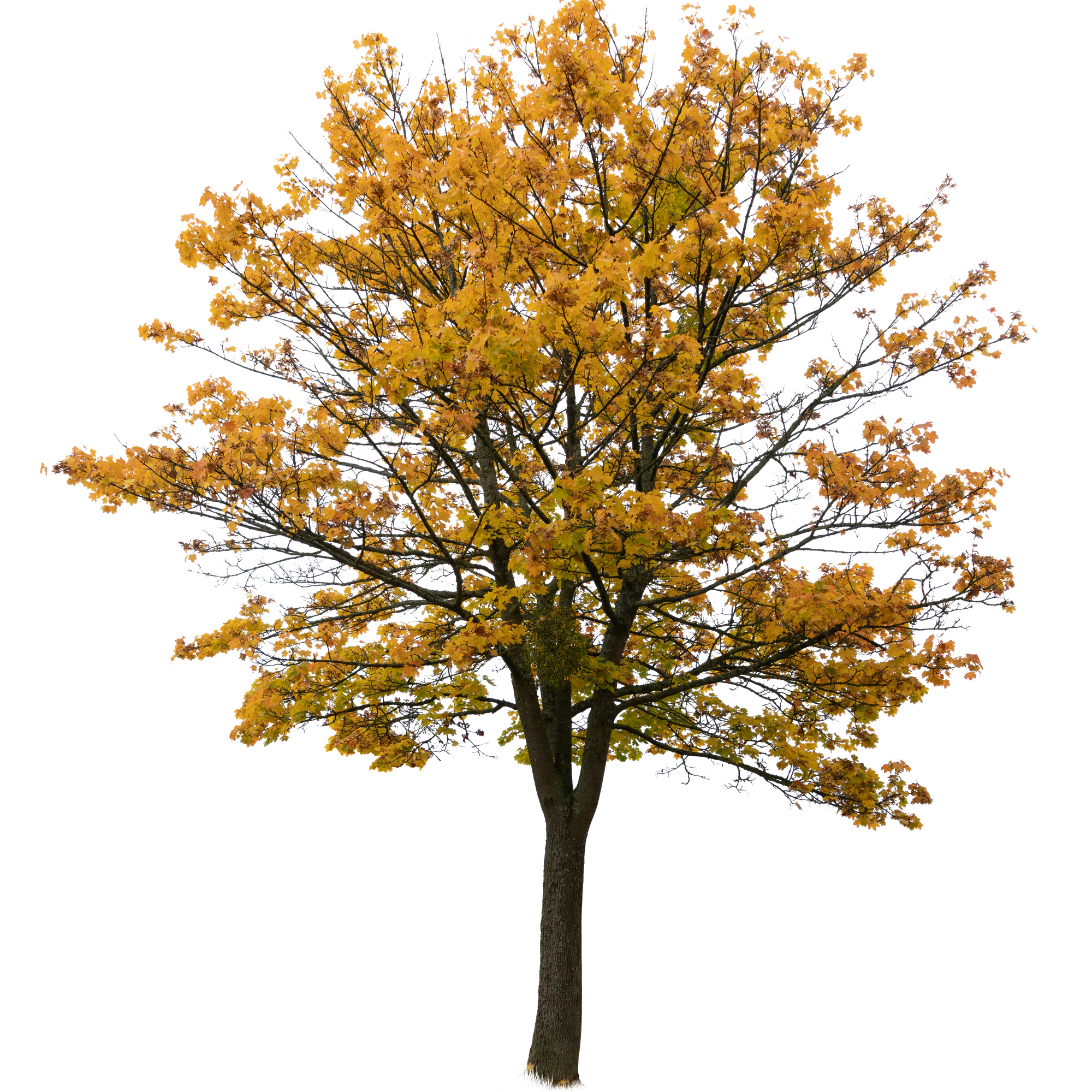 autumn tree 054 — Descargar