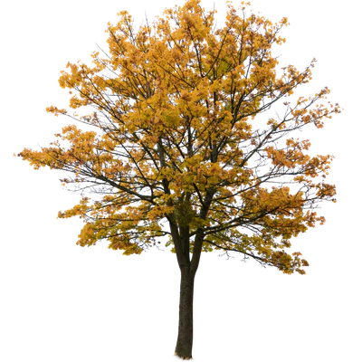 autumn tree 054 — Descargar