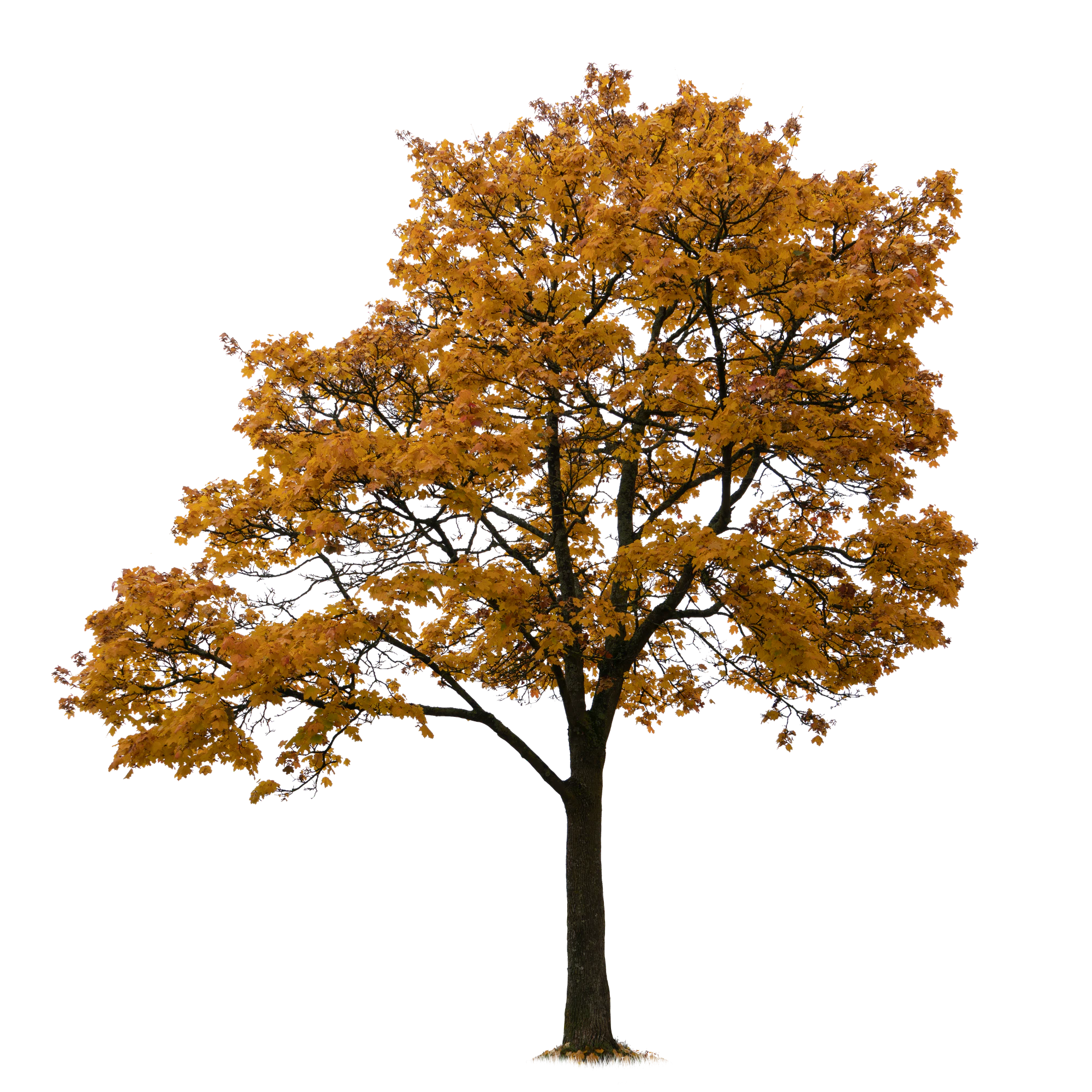 autumn tree 055 — Скачать