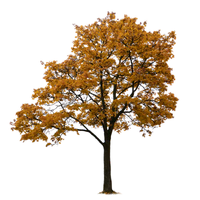 autumn tree 055 — download