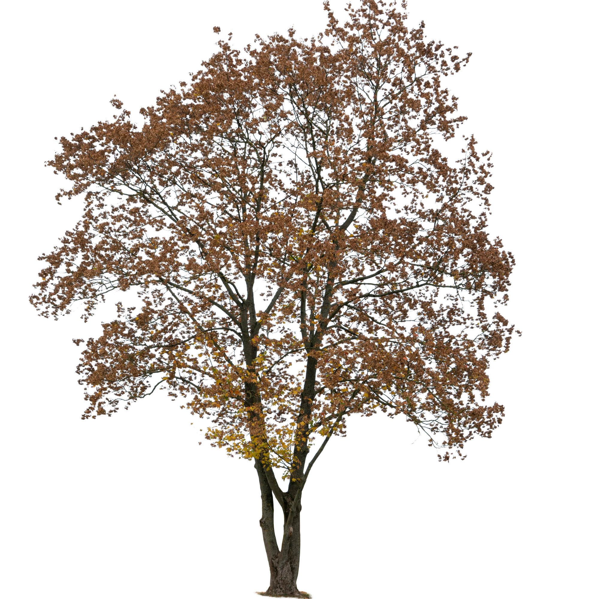 autumn tree 056 — Скачать