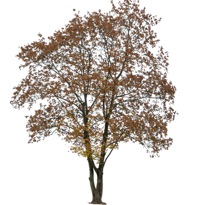 autumn tree 056 — Скачать