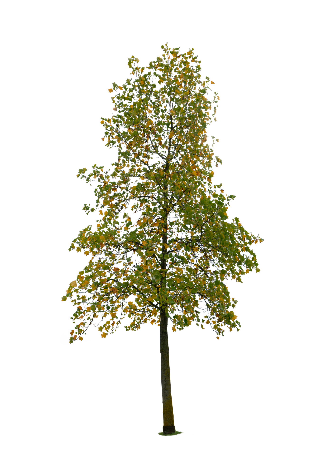 autumn tree 057 — Скачать