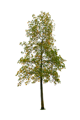 autumn tree 057 — download