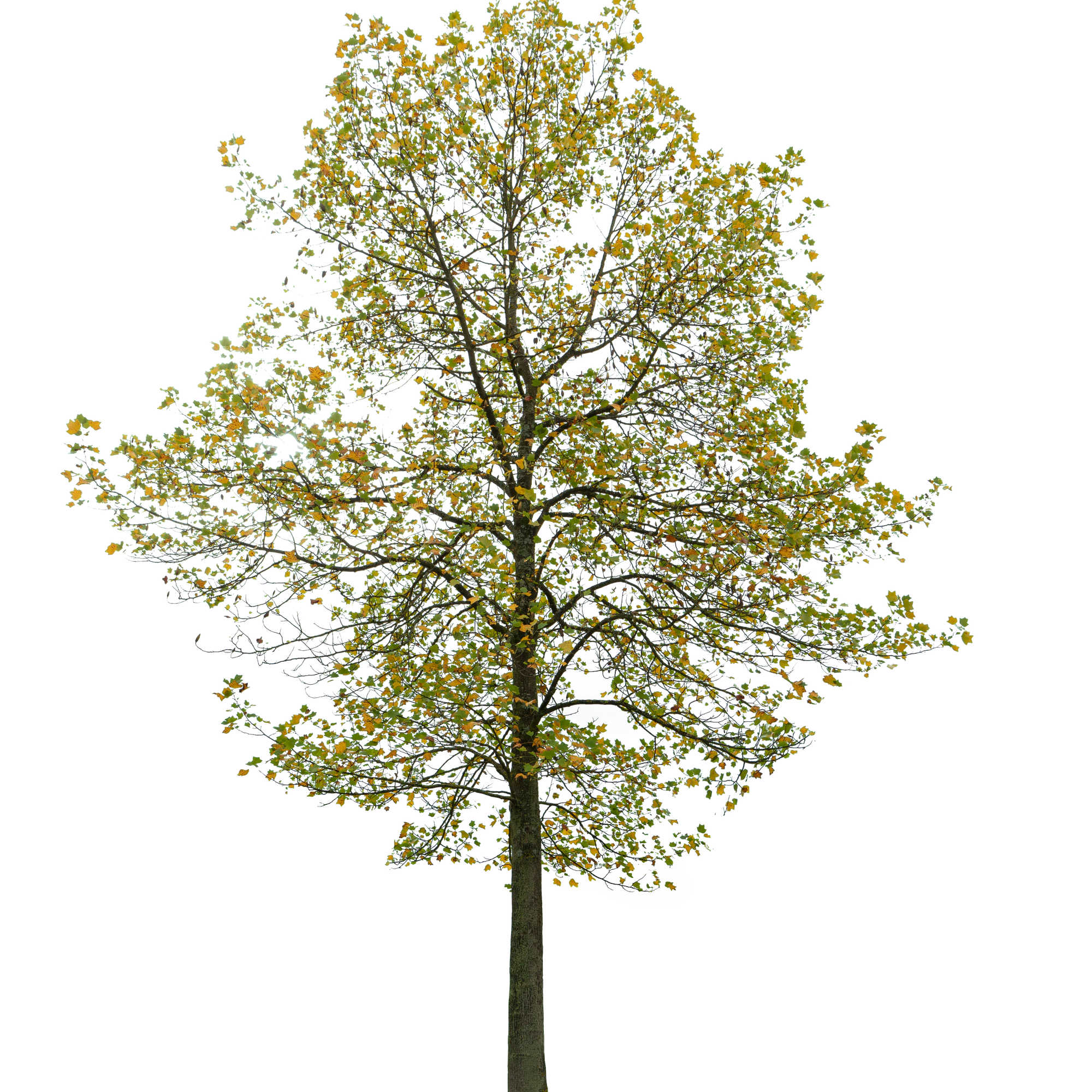 autumn tree 058 — Descargar