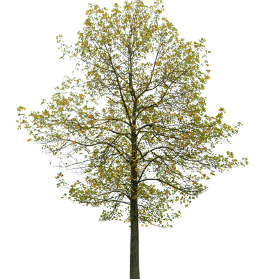 autumn tree 058 — Descargar