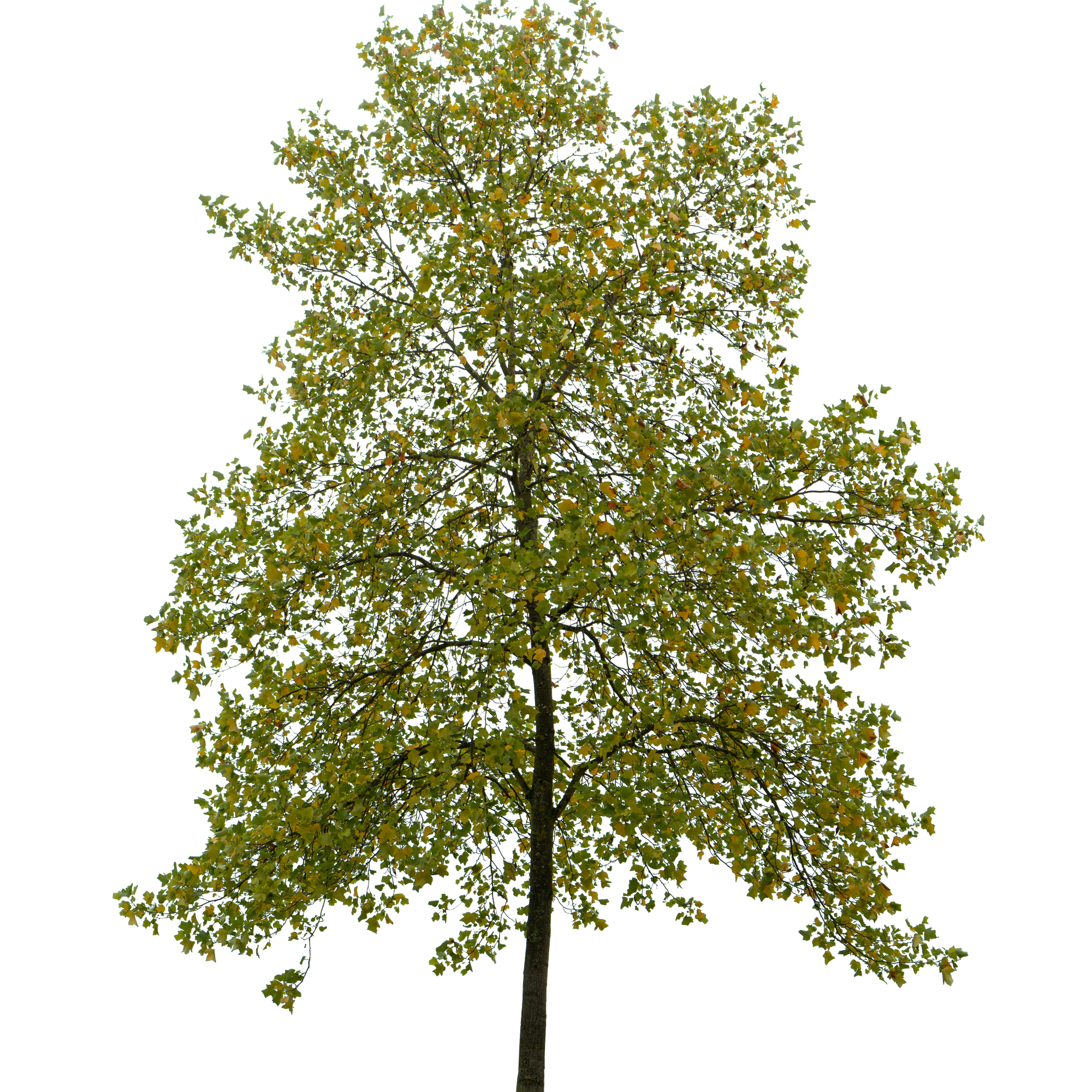 autumn tree 059 — Скачать