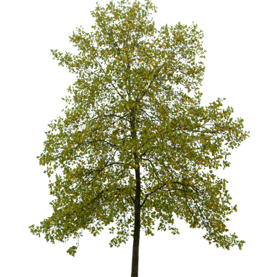 autumn tree 059 — Скачать