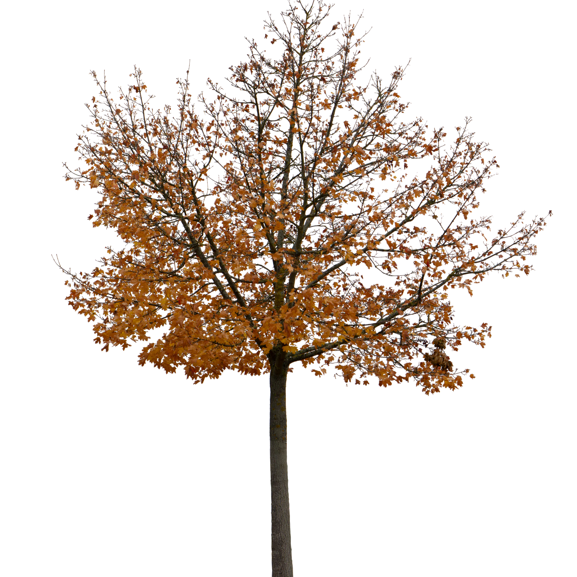 autumn tree 060 — Descargar
