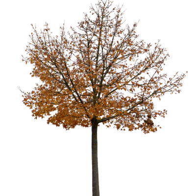 autumn tree 060 — Descargar