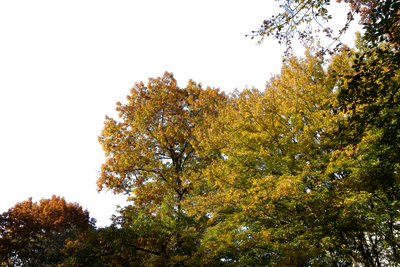 background 015 — Descargar