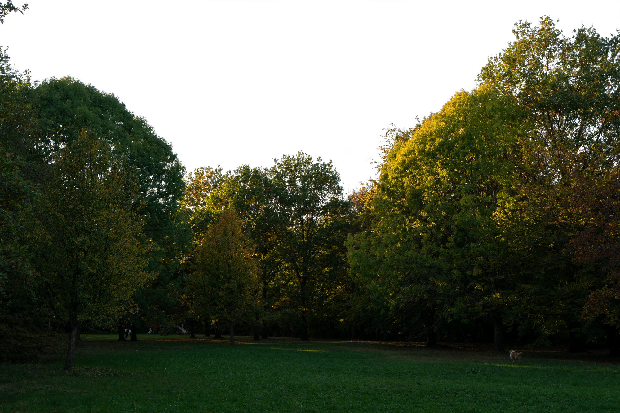 background 016 — Descargar