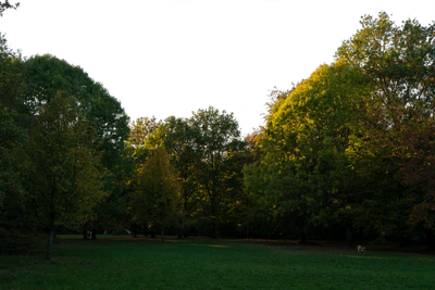 background 016 — Descargar