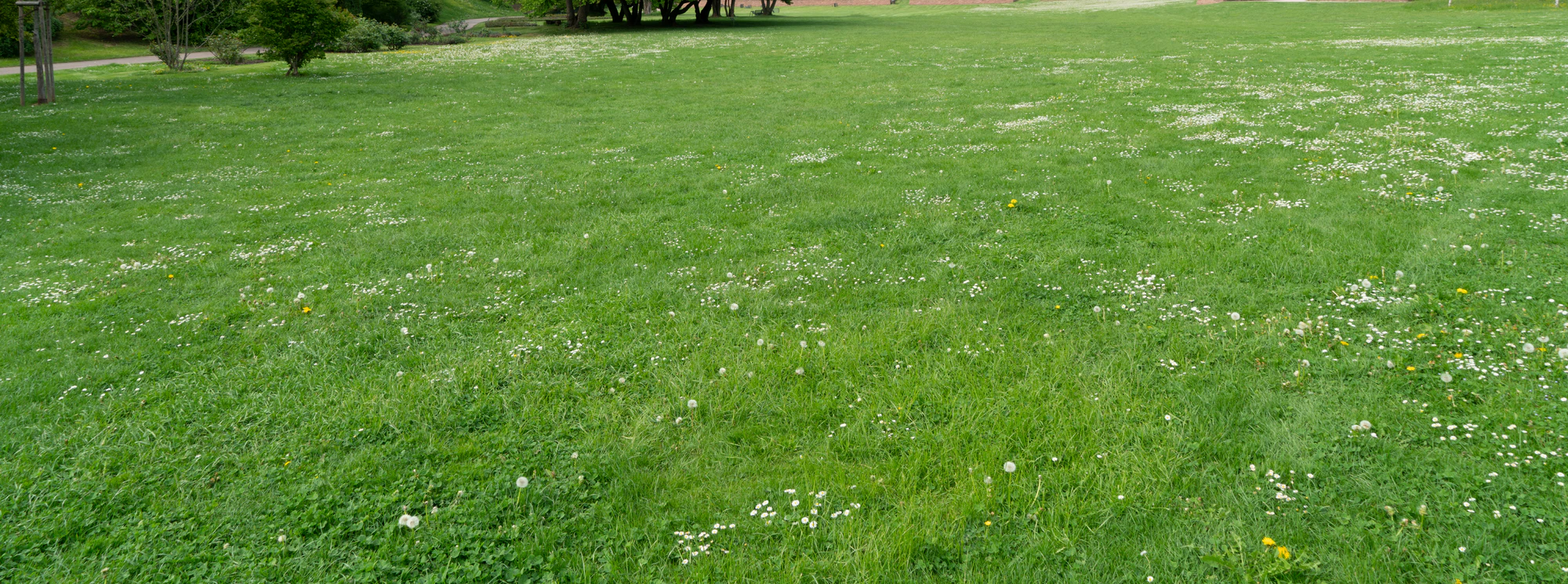 grass 005 — Скачать