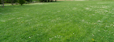 grass 005 — Скачать