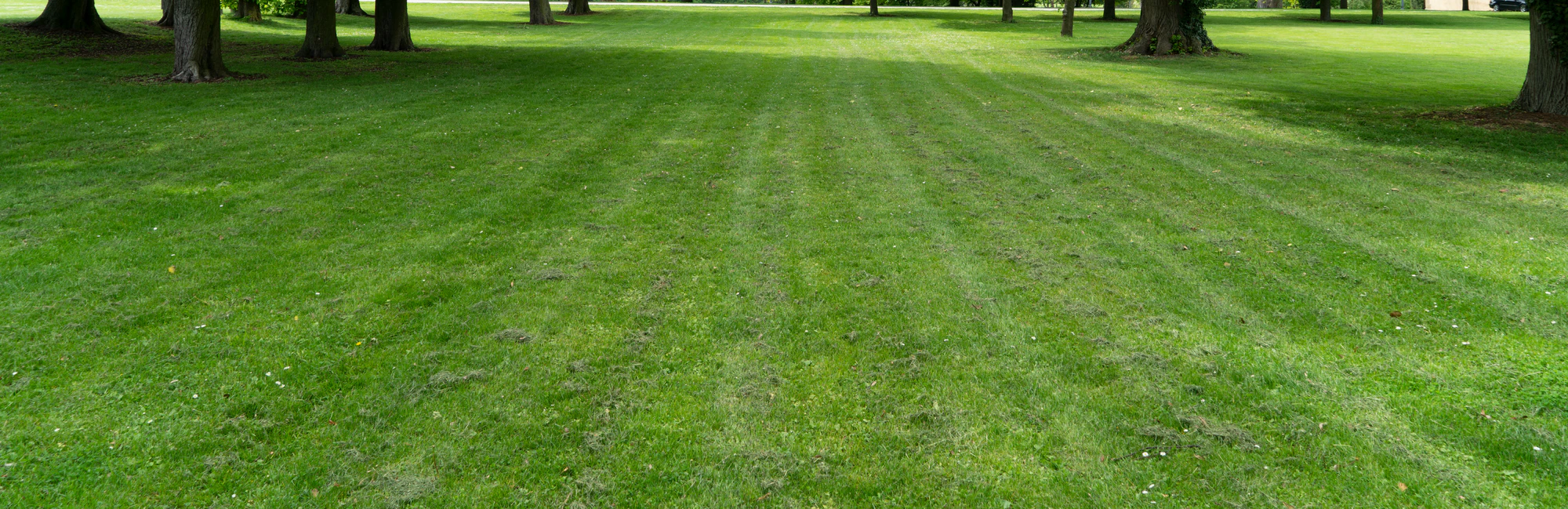 grass 018 — Скачать