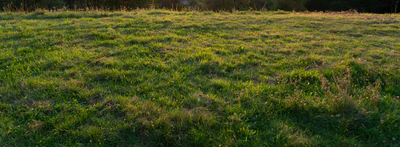 grass 021 — Скачать