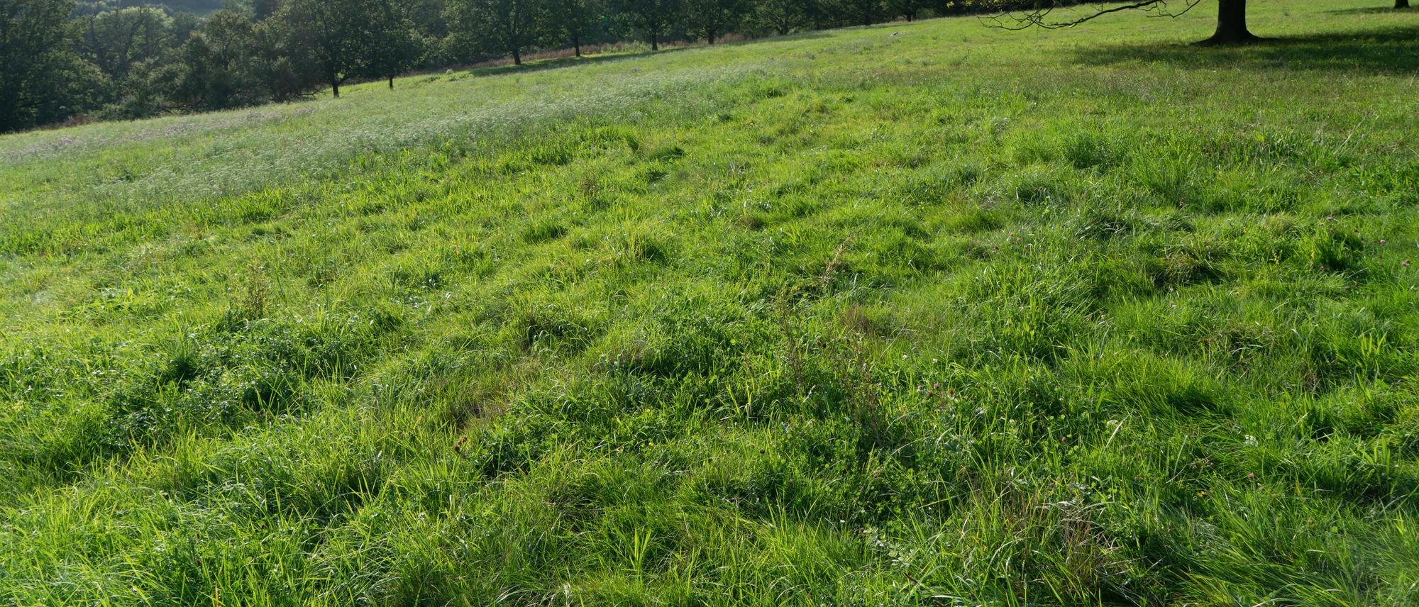grass 024 — Download