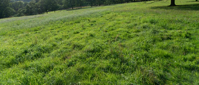 grass 024 — Download