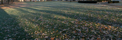 grass 025 — Descargar