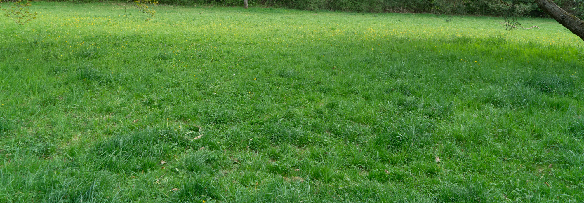 grass 037 — Скачать