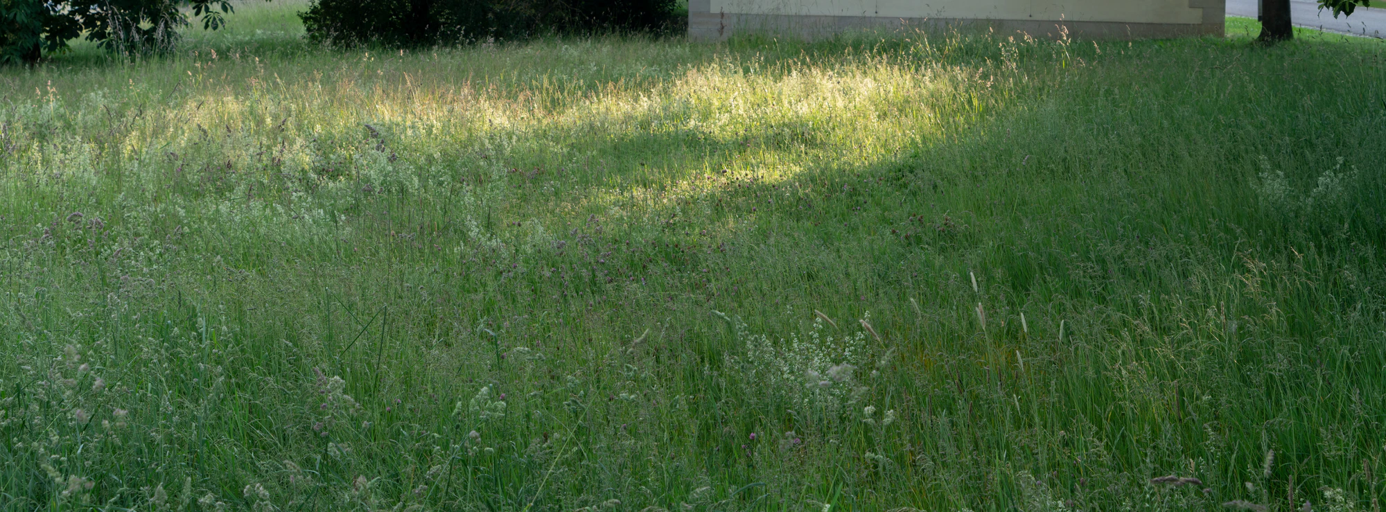 high grass 001 — Descargar