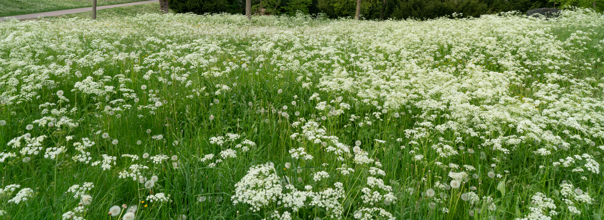 high grass 002 — Descargar