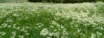high grass 002 — Descargar