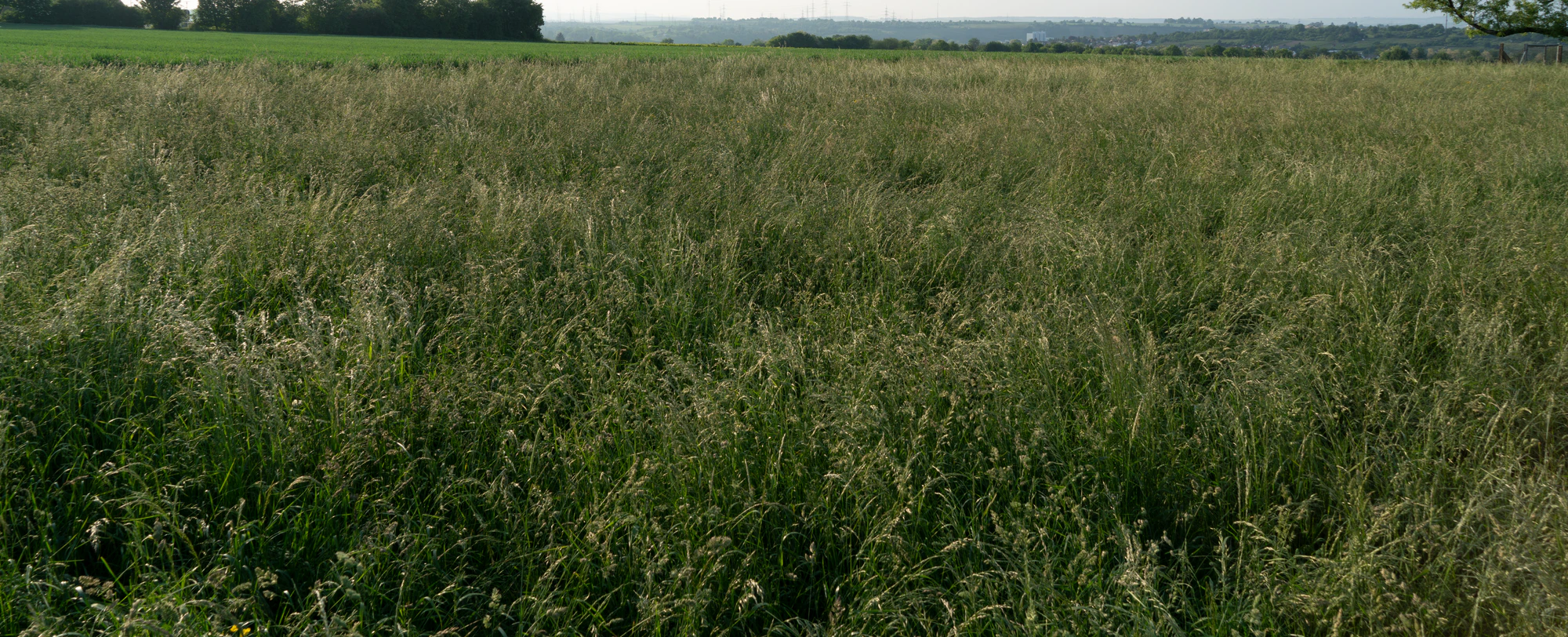 high grass 004 — Скачать