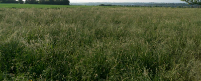 high grass 004 — Скачать