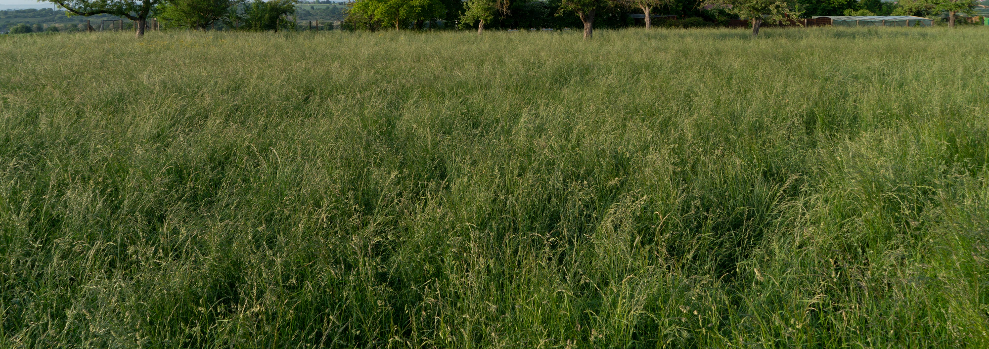 high grass 005 — Descargar