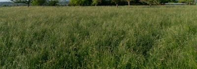 high grass 005 — Descargar