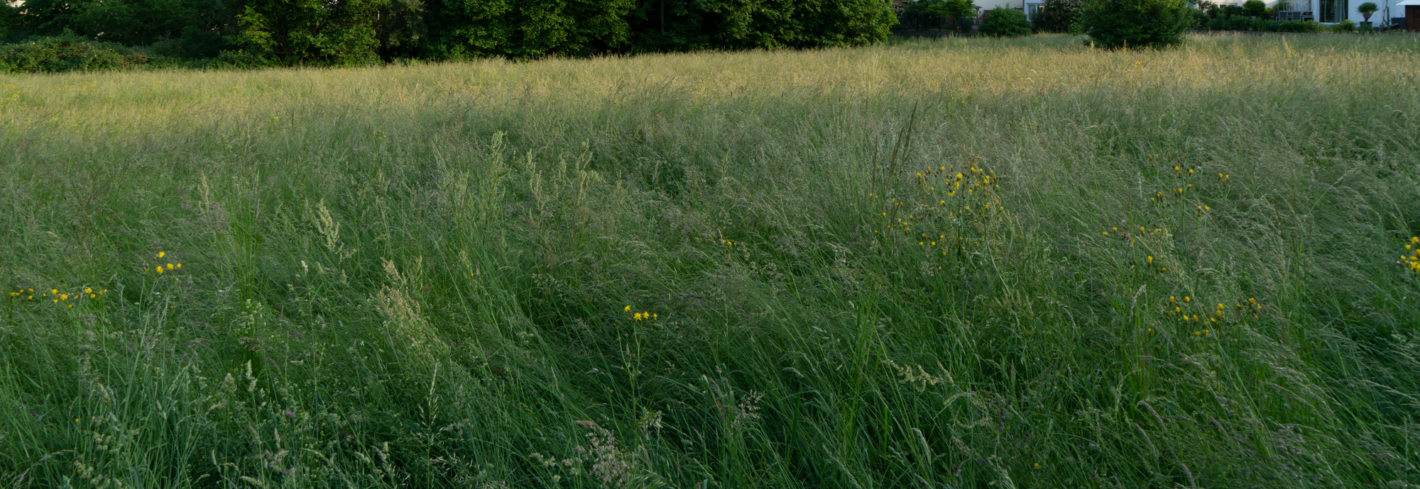 high grass 006 — Descargar