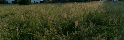 high grass 008 — Download