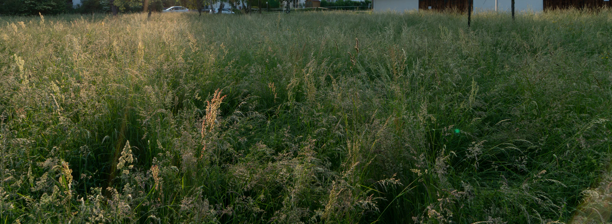 high grass 009 — Скачать