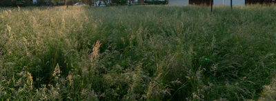 high grass 009 — Скачать